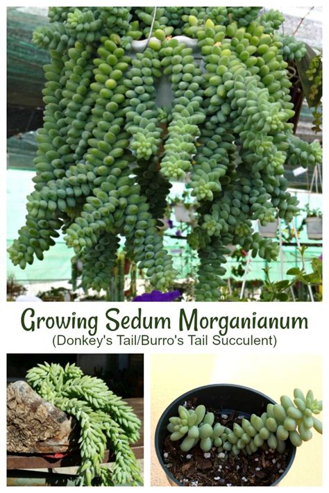 How do i get it to become multiple stems? Growing Sedum Morganianum AKA the Donkey Tail Succulent (w ...