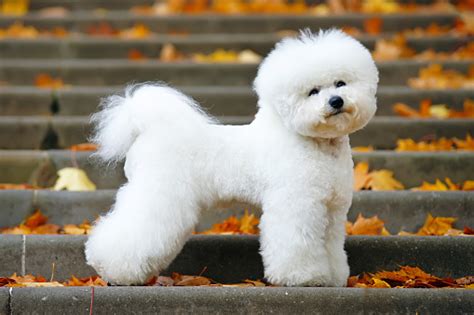 Bichon Frise Dog With A Stylish Haircut Staying On The Stairs In Autumn