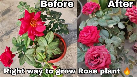 Best Way To Grow Rose Plant Right Way To Grow Rose Plant Youtube
