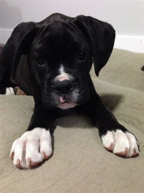 Reverse Brindle Boxer Puppy Not Black ~from Df Black Boxers Do
