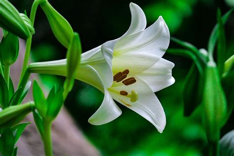 White Trumpet Lily Selective Focus Photography Lily Plant Flower