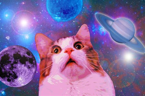 Space Cat Wallpaper Sf Wallpaper