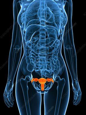 Female Reproductive Organs Artwork Stock Image F Science