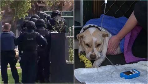 The shooting appears to be the result of an ongoing feud between sydney's hamze and alameddine crime families. Police shoot dog in siege Sydney's west
