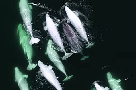a pod of beluga whales adopted a lost narwhal and it s too wholesome
