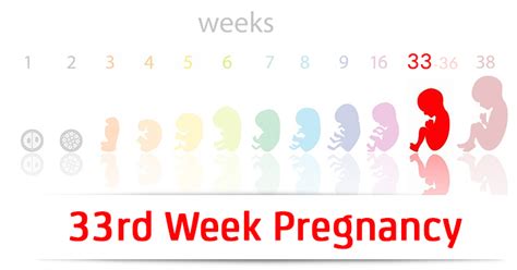 33 weeks pregnant, symptoms сramping and what to expect at 33 weeks pregnancy. 33rd Week Pregnancy: Symptoms, Baby Development And Bodily ...