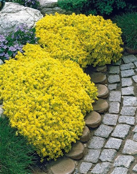 Shrubs are an important feature in a landscape. 18 Best Flowering Ground Cover Plants | Balcony Garden Web