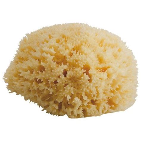 Honeycomb Sea Sponge Medium Sea Sponge Natural Sea Sponge Natural