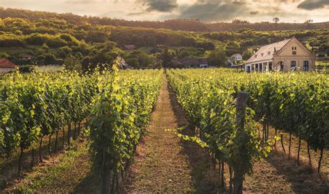 The Best Wine Trails In Virginia With Maps