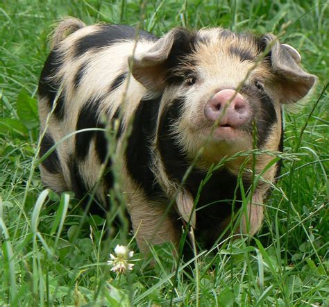 Empire Kunekune Pig Association