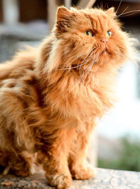 Tumblr Persian Cat Cats Orange Persian Cat