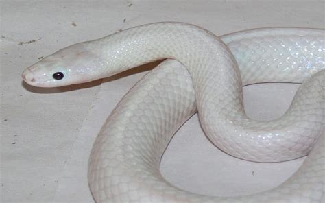 Incredibly Rare White Snake Found In Australia