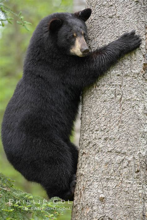 Black Bear In A Tree Ursus Americanus Orr Minnesota 18767