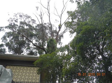 We have 145 homeowner reviews of top woodstock tree services. Woodstock Tree & Stump Removal - Tree & Stump Removal ...
