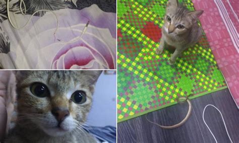 Gambar lucu kucing bawa bh. Dimarahi sebab putuskan kabel, kucing bawa pulang anak ...