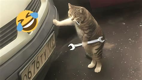 Hd Mechanic Cats In 2023 Funny Cats And Dogs Cat Watch Cat And Dog