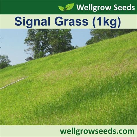 Signal Grass 1kg Brachiaria Decumbens Grass Seeds Wellgrow Seeds