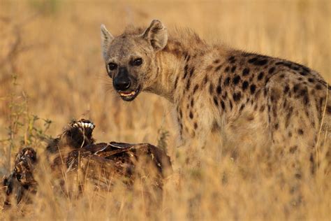 Hyenas Give Up Scavenging For Lent Hyena Human Interaction Live Science