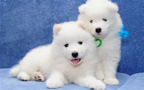 Download Wallpapers Samoyed White Fluffy Puppies Small Dogs Cute