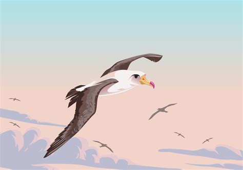 Flying Albatross Bird Vector 159400 Vetor No Vecteezy