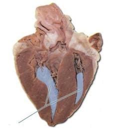 It gives passage to the coronary sinus, coronary veins and coronary arteries. Sheep Heart/Human Heart at Hillsdale College - StudyBlue