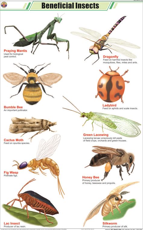 Garden Beneficial Insects Identification Elices Gardening Time
