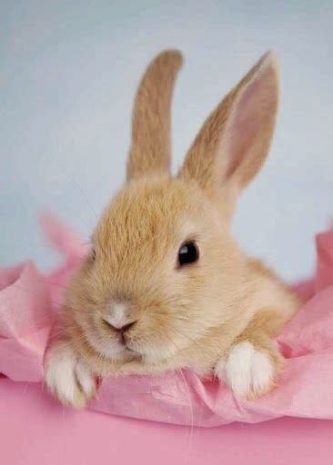 Soft Pink Bunny Pictures Cute Bunny Bunny
