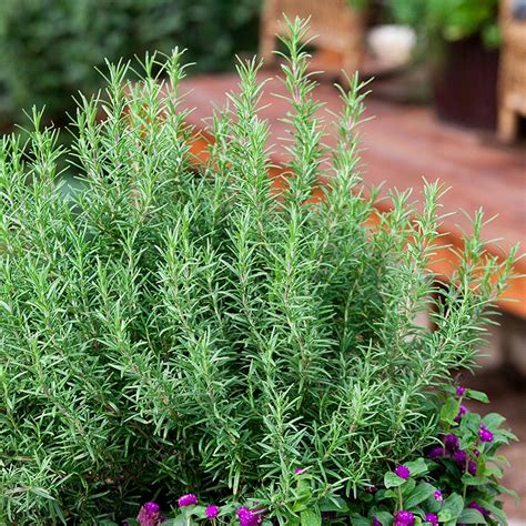 Charmingly fragrant rosemary herb is the perfect potherb to have in your kitchen garden. Rosemary Is A Spicy Herb With Amazing Healing Properties. Here's How To Grow It At Home