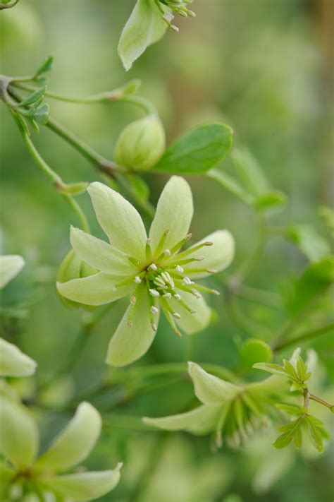Clematis and tomatoes are two exceptions to the usual rule, and are best planted 6 inches deeper have had great luck with comtesse de bouchaud clematis. Winter Flowering Clematis (the finished shots) | Jason ...