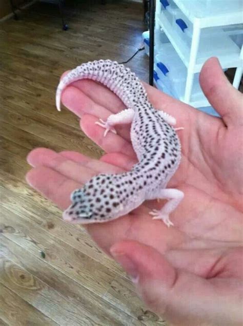 However, many morphs with amazing color ranges were created, and many of them don't include any spots. I believe this is the Mack snow Leopard Gecko morph. Ughhh ...