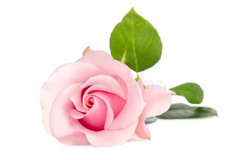 Single Pink Rose Stock Image Image Of Green Background 137175587
