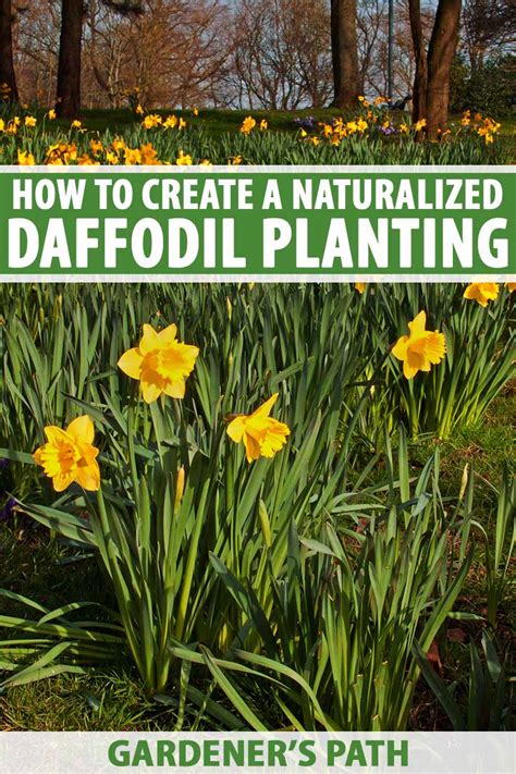 How To Create A Naturalized Daffodil Planting Gardeners Path