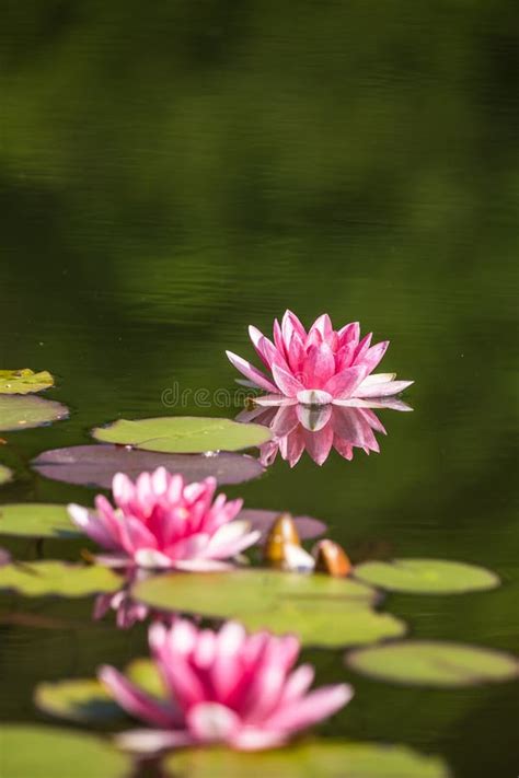 A Beautiful Light Pink Water Lilies Growing In A Natural Pond Stock