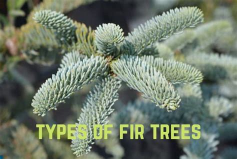 13 Spectacular Types Of Fir Trees With Pics Conserve Energy Future