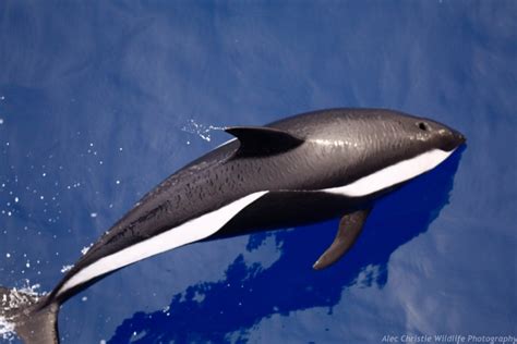 Antarcticas Hourglass Dolphin