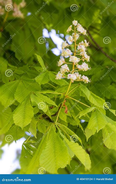 Flowering Chestnut Tree Stock Photo Image Of Nature 40410124
