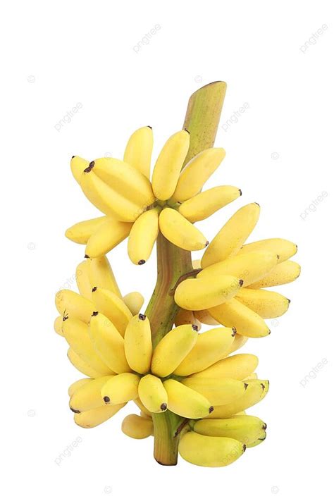 Banana Bunch Cluster Isolated On White Background Banana Grow Group
