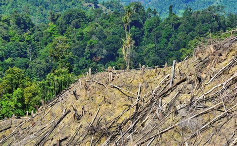 3 Cara Memperbaiki Hutan Gundul Dengan Gampang Cara Mmeperbaiki Ini Itu