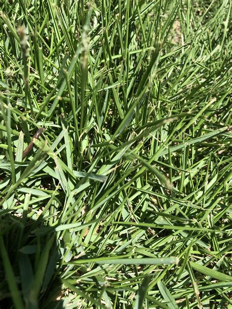 We provide the benefit of having depending on the availability of the lawn pros in lexington, we can generally get your job scheduled in as quickly as 2 days. Thoughts and advice on two grass types in lawns (Zone 9a ...