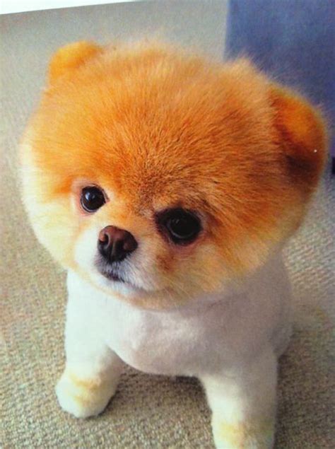 Cutest Dog In World 2021 Photos All Recommendation
