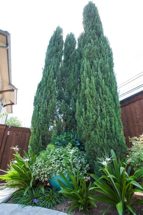 Screening Plants For Narrow Spaces Perth - 10 fast-growing hedges, plants and trees for screening and privacy