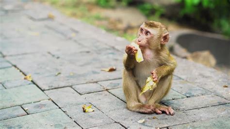 Monkey Eats A Banana Stock Video Motion Array