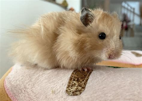 Syrian Hamster Pets Animals Animales Animaux Animal Animais