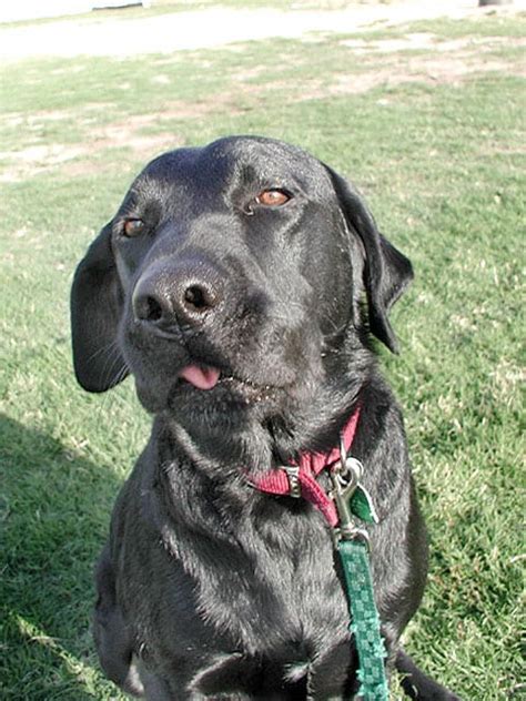 Treatment of bone cancer in dogs. Treatment Information about Chondrosarcoma in Dogs