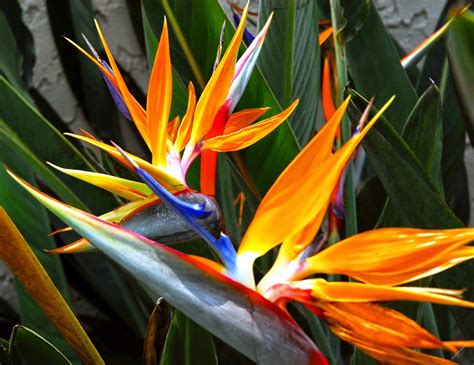 21 Exotic Tropical House Plants That Are Easy To Grow Gardenoid