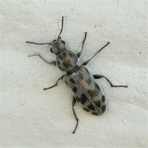 Grey And Black Spotted Beetle Listrus Bugguidenet