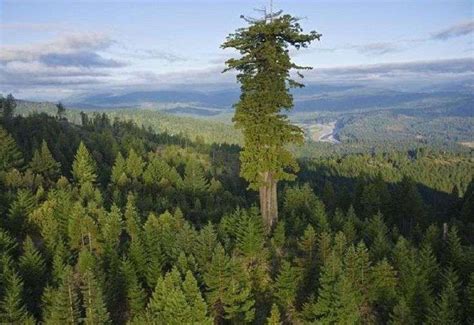Famous Trees Across Americas National Parks