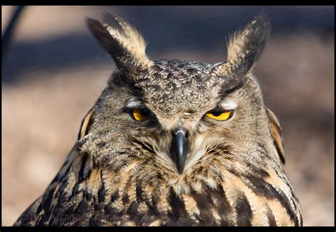 Sleepy Eurasian Eagle Owl Taken At The World Bird Sanctuar Flickr