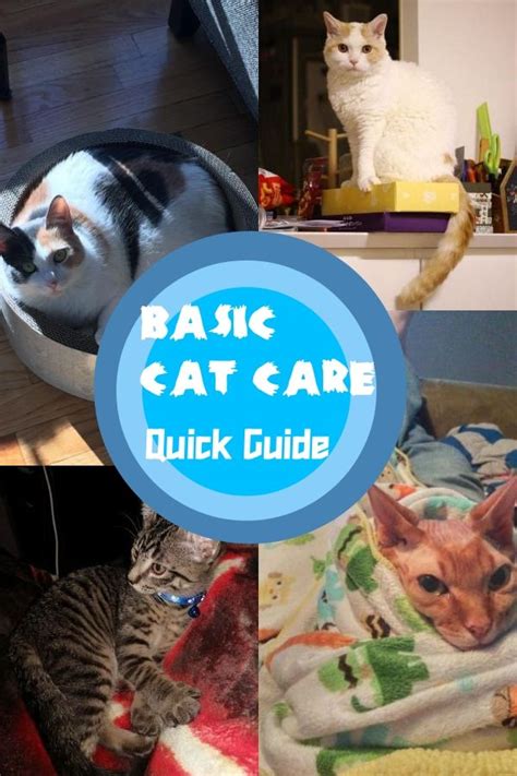 Comprehensive Cat Care Advice In 2020 Cat Care Cats Cats And Kittens
