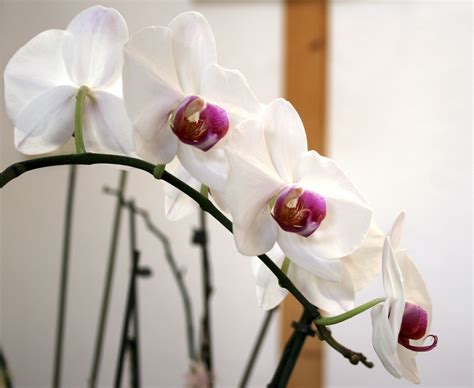 Images Gratuites Fleur Blanc Pétale Floraison Printemps
